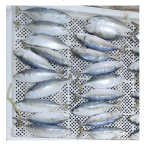 Peixe Cavala Indiana Congelado Inteiro de Alta Qualidade Grau A+ BQF IQF China Atacado em Promoção - Product Image 2