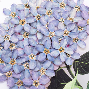 Fleurs séchées pressées de fleurs bleues étoilées naturelles pour la fabrication de bijoux <span class=keywords><strong>en</strong></span> résine DIY, la <span class=keywords><strong>d</strong></span>écoration de coques de téléphone et le nail art - Product Image 4