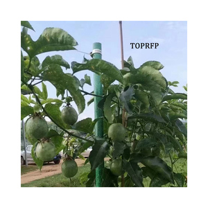 High Strength Pultruded Glass Fiber Hollow Tube Suitable for Passion Fruit Forest Support - Product Image 5