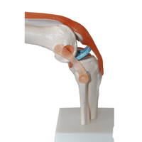 Modèle d'enseignement médical de haute qualité, articulaire pour les genoux, anatomie des articulations, offre spéciale,