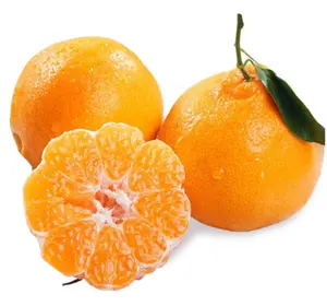 Sweet Juicy Citrus Fresh Natural New Seasonal Citrus Mandarin Orange Fruit