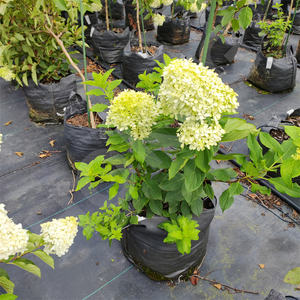 Bolsas <span class=keywords><strong>de</strong></span> cultivo <span class=keywords><strong>de</strong></span> plástico HOKBG <span class=keywords><strong>de</strong></span> <span class=keywords><strong>60</strong></span> <span class=keywords><strong>litros</strong></span> y 15 galones, bolsas <span class=keywords><strong>de</strong></span> cultivo <span class=keywords><strong>de</strong></span> PP para plantar al aire libre, <span class=keywords><strong>macetas</strong></span> y <span class=keywords><strong>macetas</strong></span>, bolsas <span class=keywords><strong>de</strong></span> plántulas - Product Image 3