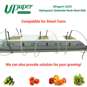 UPuper CS75 Lastra di Lana di Roccia per <span class=keywords><strong>Pepino</strong></span>/Peperone/Pomodoro, Substrato Agricolo per Sistema di Coltivazione Indoor, Lastre di Lana di Roccia per Coltivazione Idroponica - Product Image 2