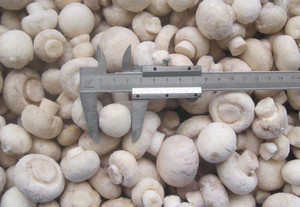 Funghi KOSHER di funghi bianchi congelati deliziosi di alta qualità sfusi - Product Image 5