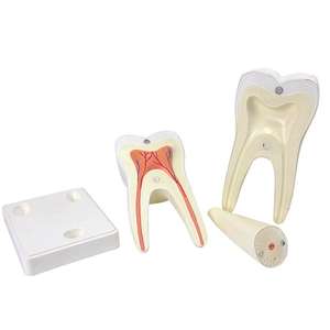 <span class=keywords><strong>Dentista</strong></span> Molar Diente grande Cavidad extraíble Anatomía de plástico Enseñanza Modelo de demostración biológica - Product Image 2