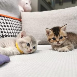 KingHon Amanzon Venta caliente 12/15 colores ajustable identificar banda para mascotas cachorro <span class=keywords><strong>Id</strong></span> <span class=keywords><strong>Collar</strong></span> ajustable poliéster gato <span class=keywords><strong>collar</strong></span> - Product Image 5