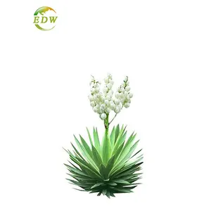 High quality yucca root p.e yucca root extract yucca root extract powder