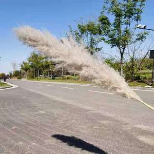 Erba di pampa di Champagne artificiale di vendita calda della decorazione del fiore secco con il vaso - Product Image 2