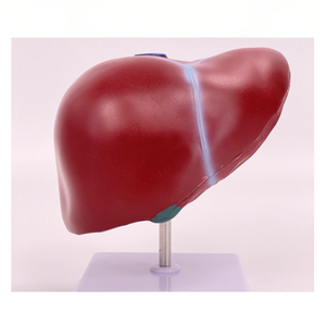 Anatomical Model Liver Pancreas Duodenum Spleen <strong>Blood</strong> <strong>Vessels</strong> Structure for Medical Education PVC for Schools Medical Schools - Product Image 1