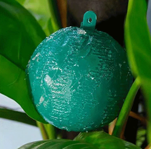 Bolas Adhesivas Amarillas/Verdes para Insectos, Material Hueco Impermeable y No Tóxico, Aptas para <span class=keywords><strong>Plantas</strong></span> de Interior y Jardinería - Product Image 4