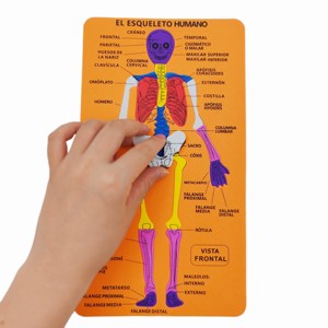 Rompecabezas de estructura de cuerpo humano <span class=keywords><strong>EVA</strong></span> al por mayor rompecabezas cognitivo <span class=keywords><strong>esqueleto</strong></span> Impresión de doble cara juguetes educativos para niños - Product Image 1