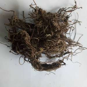 Raíz de Valeriana natural seca de Valeriana officinalis L <span class=keywords><strong>para</strong></span> ayudar a <span class=keywords><strong>dormir</strong></span> - Product Image 4