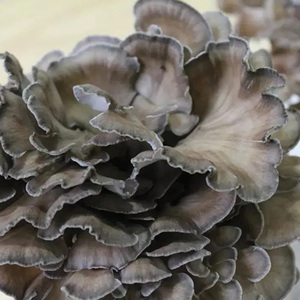 Hui Shu Hua Vente en vrac Grifola Frondosa Poule séchée des bois Champignons maitake séchés à vendre - Product Image 4
