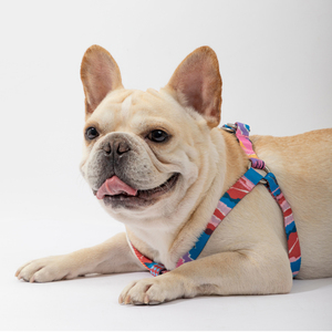 สายจูงสุนัขปรับแต่งโลโก้ได้มี9สีสไตล์แฟชั่นยอดนิยม - Product Image 3