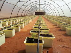 Hidropónica holandés cubo sistema de cultivo de tomate, pepino, plantación de cubo - Product Image 2