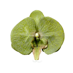 Fleurs d'orchidées Phalaenopsis flocon de neige 10 cm pour accessoires de coiffure DIY, décoration intérieure, accessoires de mariage et photographie en extérieur - Product Image 5