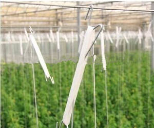 Tomaat Plastic Haken Tomaat Haak Met Touw Twijgklemmen - Product Image 4