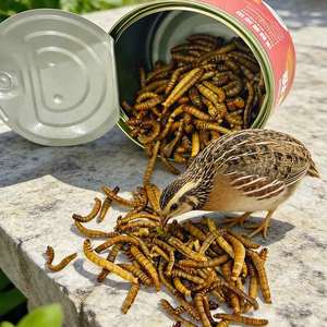 Vers de farine stérilisés et conservés, protéines naturelles, alimentation pour animaux de compagnie, vente en gros - Product Image 5