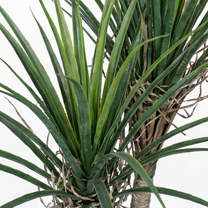 <b>Artificial</b> Dracaena Marginata Plant Indoor Decorative Potted Plant Premium Home Office Hotel Lobby Event Greenery Display Plant - Product Image 3