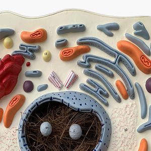 Modelo de células animales 2000 veces Maginification Hospital Biología Escuela Material didáctico Estudiante Aprendizaje de Ciencias Médicas - Product Image 5