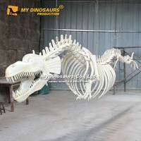 Z MY DINO DS-059 modèle de squelette de dinosaure Dragon chinois taille réelle à vendre