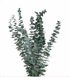 Tallos de Eucalipto Naturales Preservados, Hojas de Eucalipto Verdes, Arreglo Floral, Decoración para Bodas y Hogar - Product Image 1