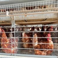 Système de cages en H automatiques pour l'élevage commercial de volailles, équipement de production d'œufs avec système d'alimentation