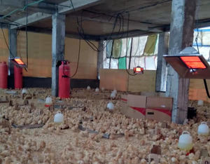 省エネ工場直販赤外線ガス育雛ヒーターTHD2606（ひよこ、家畜、養鶏場用） - Product Image 4