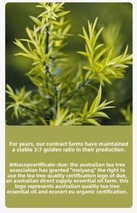 100% Minyak Pohon Teh Australia Murni Distilasi Uap Tanpa Pengencer Antibakteri untuk Jerawat Grosir OEM Diterima MOQ Rendah - Product Image 3