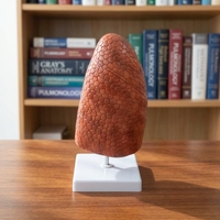Modèle d'anatomie du poumon humain avec structures bronchiques et vasculaires pour l'enseignement de la biologie