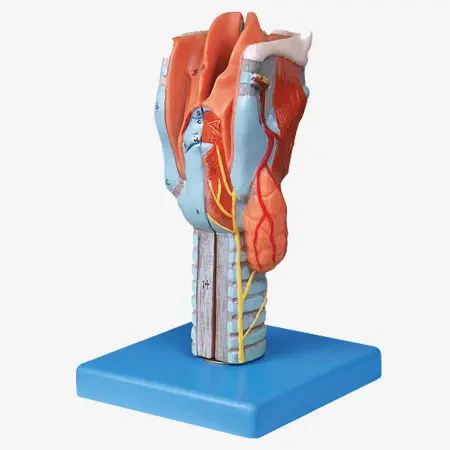 laryngeal anatomical model, larynx model, throat model