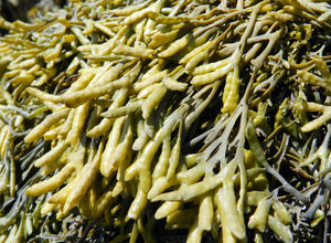 Fabrika kaynağı yüksek kaliteli pelvetia canaliculata özü pelvetia canaliculata tozu - Product Image 2