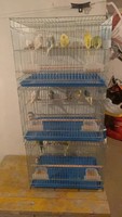 Cage à oiseaux durable et de longue durée de vie avec cloison jumelée pour nids de pigeons d'élevage Cage à lapins d'entraînement