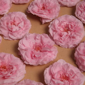 Hfloral Bảo Quản Hoa Đầu Vĩnh Cửu <span class=keywords><strong>Marian</strong></span> Mãi Mãi Margery Hoa Cho Trang Trí Đám Cưới Và Ngày Valentine - Product Image 4