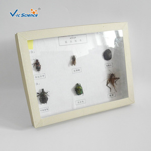 Fournisseur direct d'échantillons d'insectes séchés de six espèces ; aides pédagogiques de biologie pour les écoles primaires et secondaires. - Product Image 2