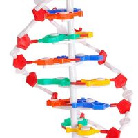 Lycée Biologie Aide À L'enseignement Pvc ADN Double Hélice Molécule Structure Modèle