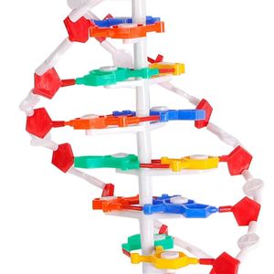 Modello di struttura della molecola a doppia elica in Pvc DNA per l'insegnamento della biologia del <span class=keywords><strong>liceo</strong></span> - Product Image 4