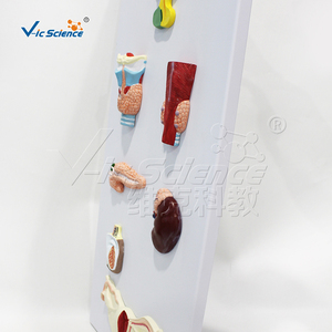 Modèle anatomique complet de la glande endocrinienne humaine en résine PVC, réutilisable, pour l'école de médecine, le laboratoire d'anatomie, CE/ISO/ROHS/CNAS - Product Image 2