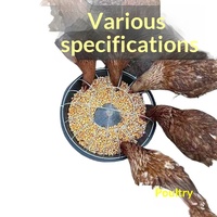 Grande mangeoire ronde pour poulets, canards et oies, nouveau bac et seau à nourriture pour volailles