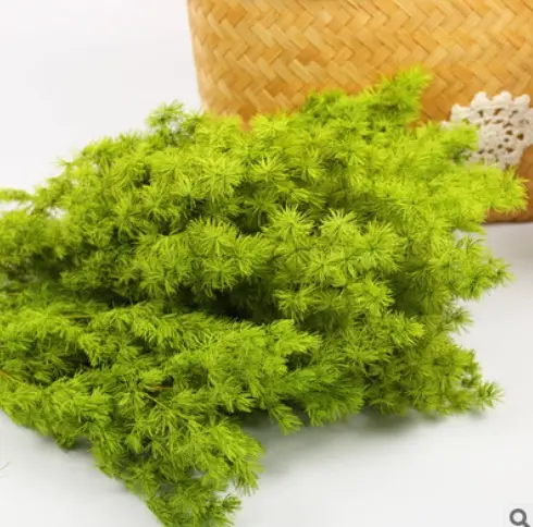 Popular Plant Ferns Colorful Asparagus Preserved Leaves Ming Fern For Christmas Decoration