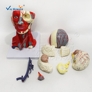 Modèle de tête, de cou, de muscles, de vaisseaux sanguins et de cerveau en 10 parties, haute précision, avec démontage clair et détails anatomiques précis. - Product Image 1