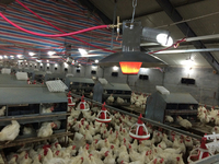 Nouveau design de chauffage automatique au gaz pour l'élevage de poulets de chair équipement agricole de volaille pour poulailler avec mangeoire et abreuvoir
