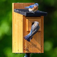 JUNJI Vente en gros Maison de jardin pour oiseaux Maison pour oiseaux suspendue en bois pour l'extérieur