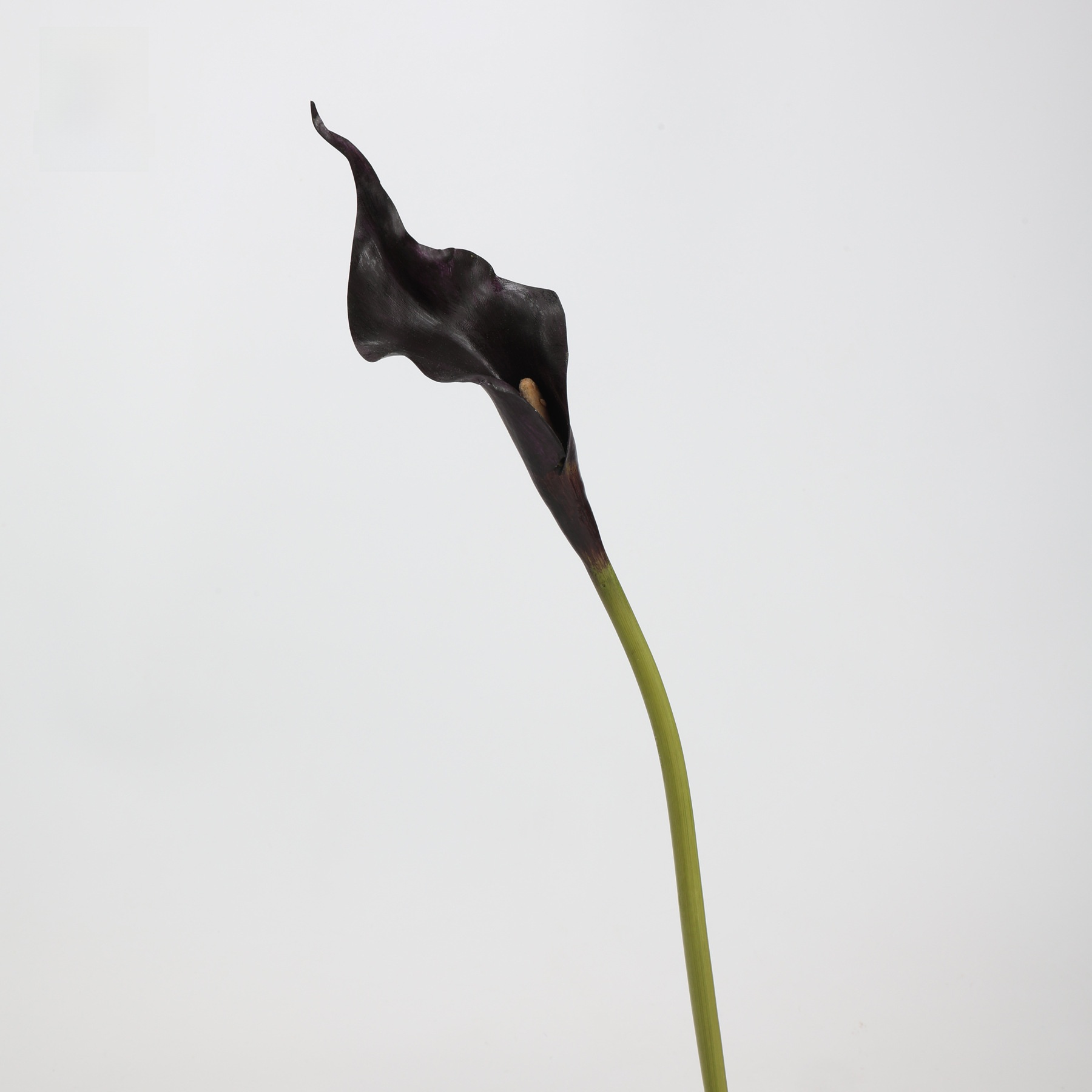 Nuova Alocasia in gomma morbida (viola scuro)