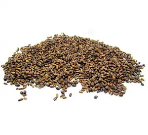 Großhandel gute Qualität Cassia-Saat Tee chinesischer natürlicher Krauttee Cassia-Saat im Verkauf