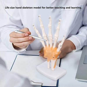 Modèle d'articulation de la main de la science médicale enseignement médical modèle d'os de la main aide à l'enseignement art peinture modèle d'os de la main réel - Product Image 5