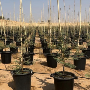 Poteaux en bambou de qualité supérieure pour l'aménagement paysager et l'agriculture Matières premières en bambou naturel - Product Image 6