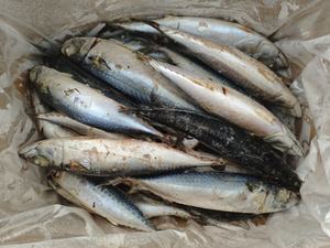 ปลาแมคเคอเรลแช่แข็ง 300-500 กรัม จับจากทะเลน้ำลึกโดยตรง เนื้อนุ่ม เหมาะสำหรับอาหารญี่ปุ่นและเกาหลี - Product Image 2