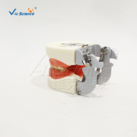 Modelo Dental Decíduo de 24 Dientes con Encías Blandas y Articulador FE para Entrenamiento en Odontología Pediátrica, con Certificaciones CE, ISO, ROHS y CNAS