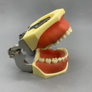 Modèle pour la démonstration et la pratique de la mise à l'échelle du calcul pathologique parodontal - Product Image 3